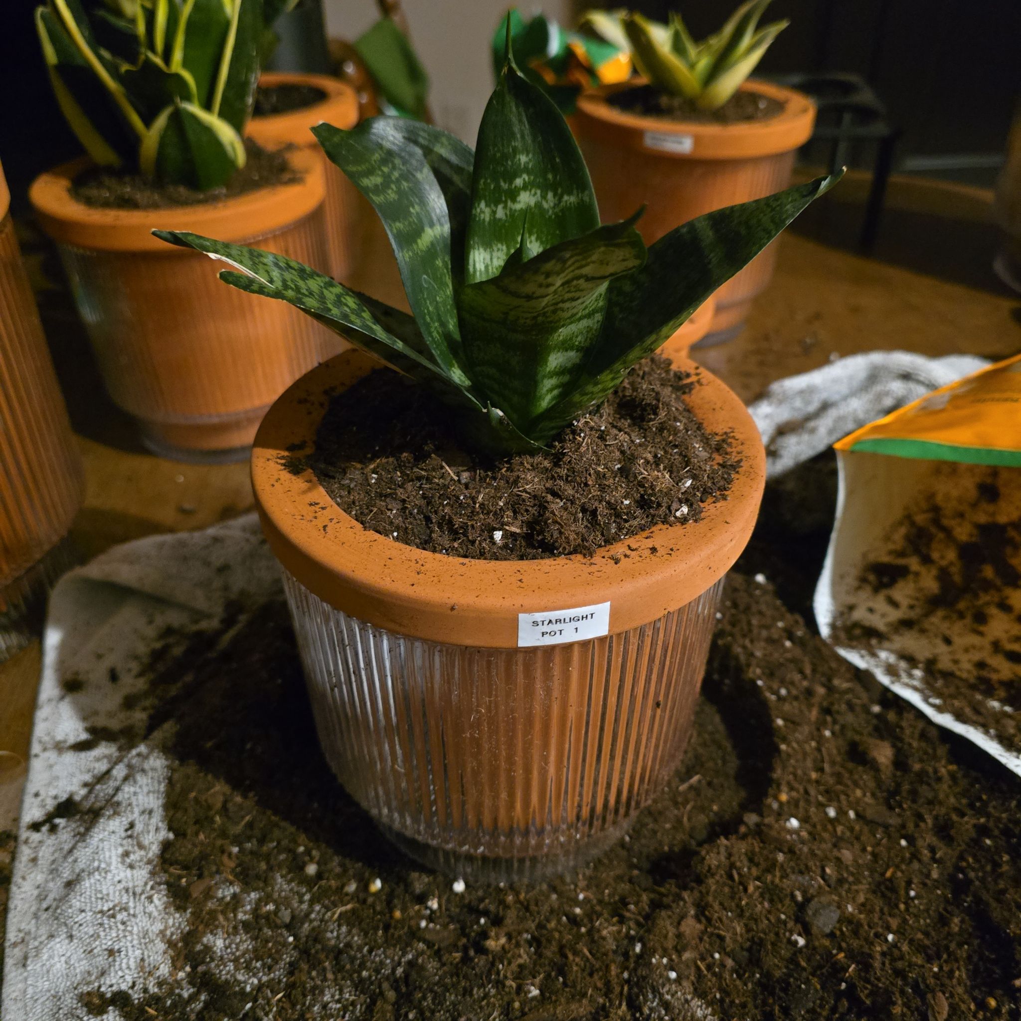 Photo of the plant species Snake Plant Starlight by @SporkyGirl named Starlight • Pot 1 on Greg, the plant care app