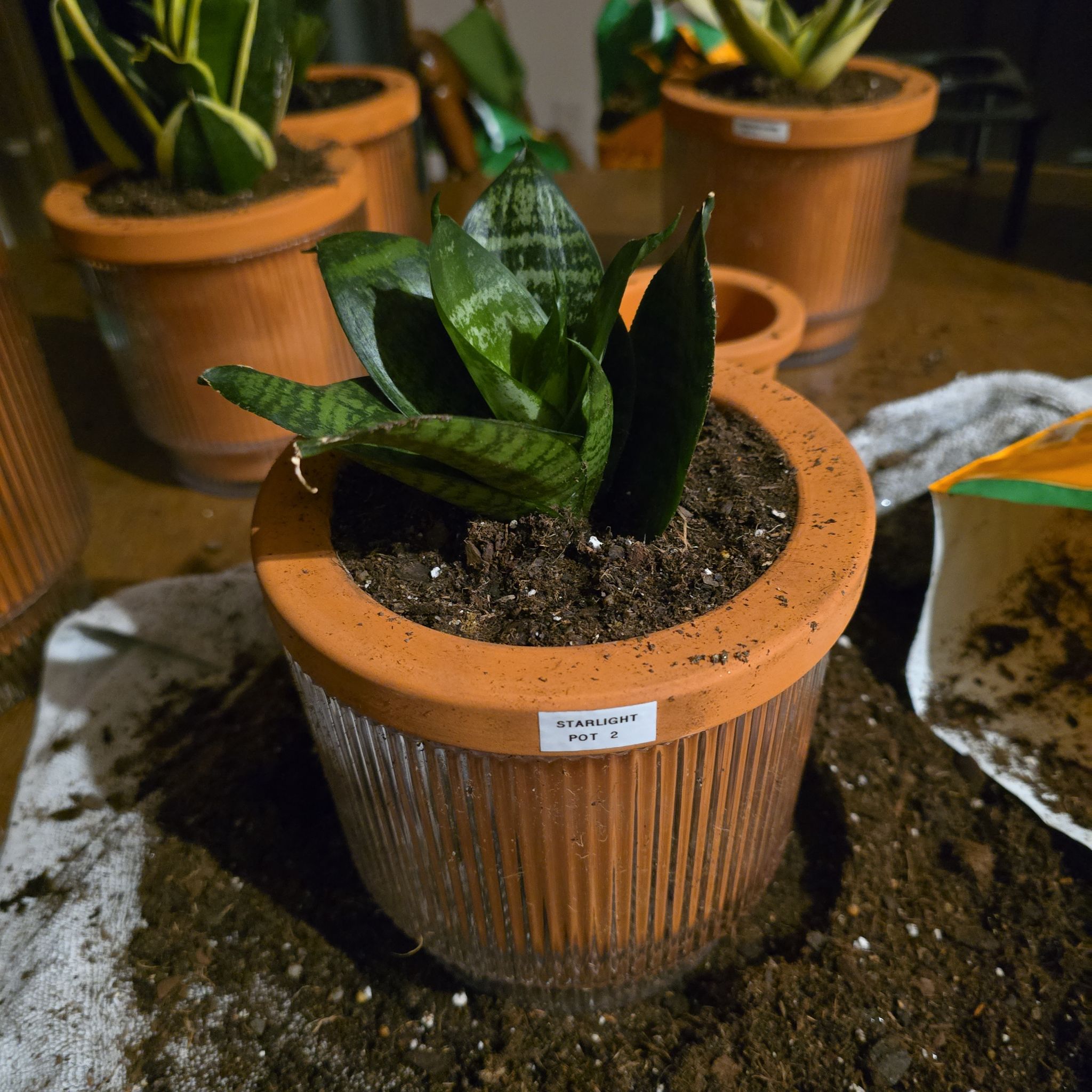 Photo of the plant species Snake Plant Starlight by @SporkyGirl named Starlight • Pot 2 on Greg, the plant care app