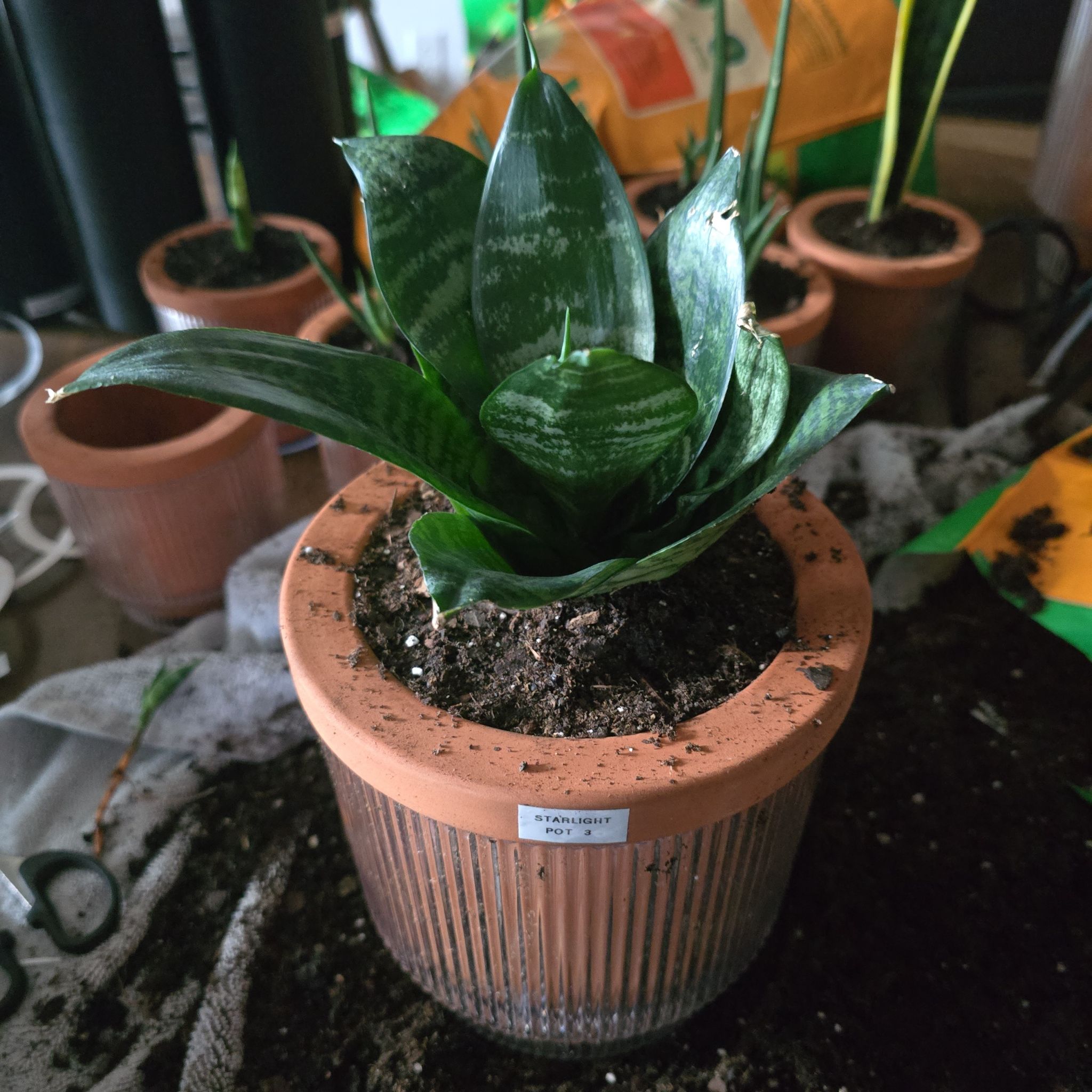 Photo of the plant species Snake Plant Starlight by @SporkyGirl named Starlight • Pot 3 on Greg, the plant care app