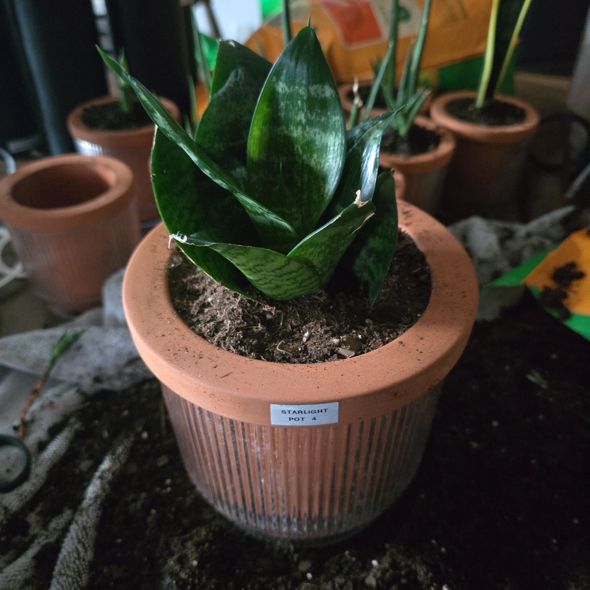 Photo of the plant species Snake Plant Starlight by @SporkyGirl named Starlight • Pot 4 on Greg, the plant care app