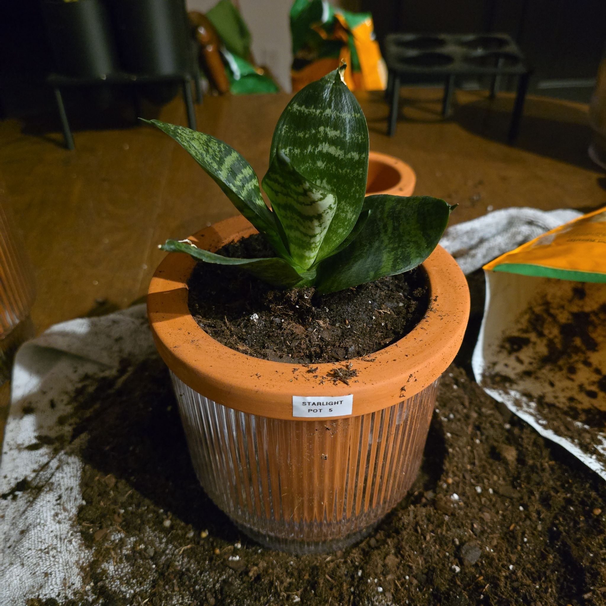 Photo of the plant species Snake Plant Starlight by @SporkyGirl named Starlight • Pot 5 on Greg, the plant care app