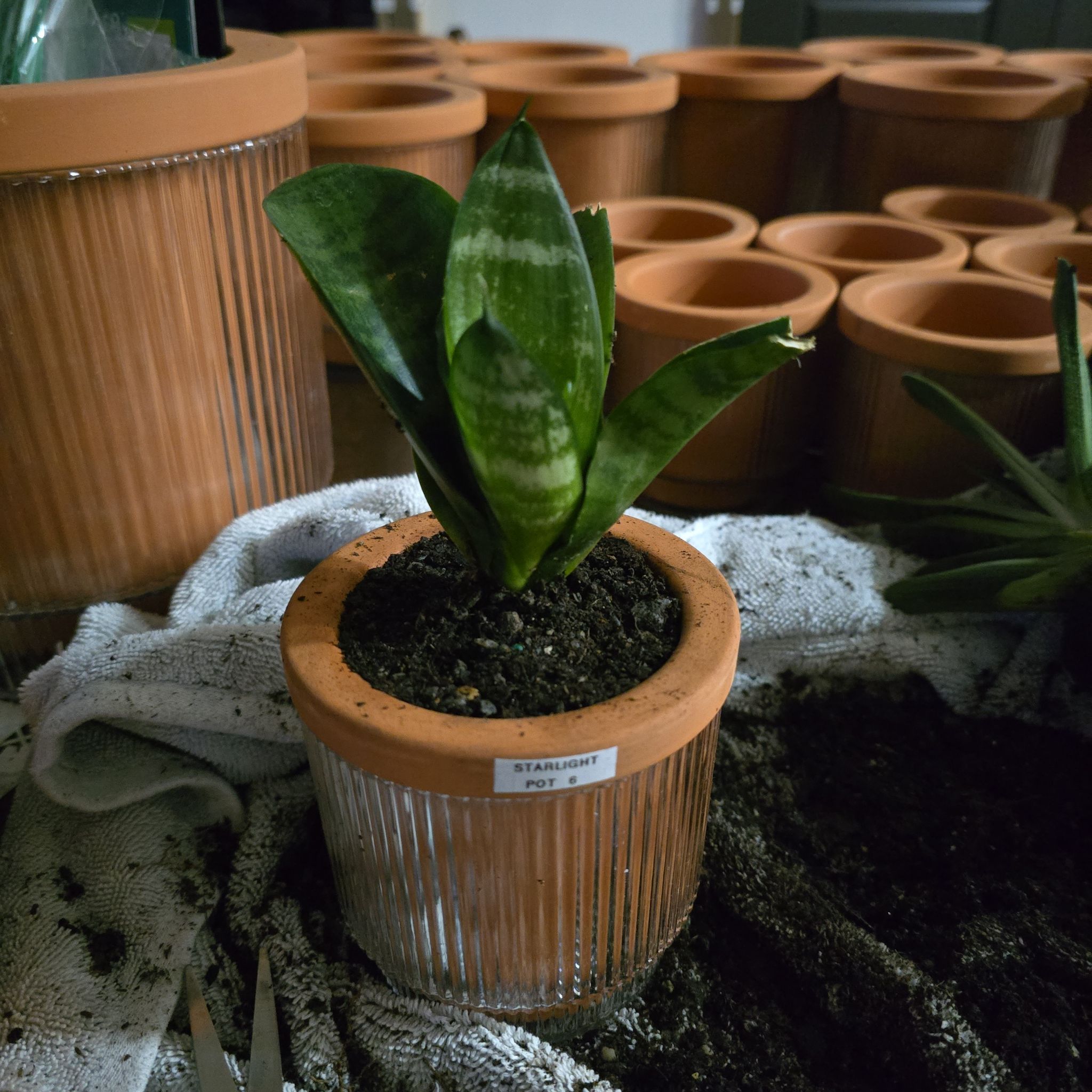 Photo of the plant species Snake Plant Starlight by @SporkyGirl named Starlight • Pot 6 on Greg, the plant care app