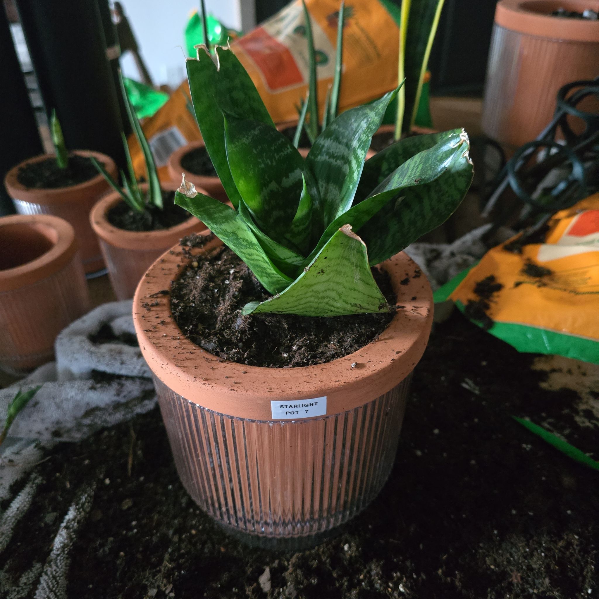 Photo of the plant species Snake Plant Starlight by @SporkyGirl named Starlight • Pot 7 on Greg, the plant care app
