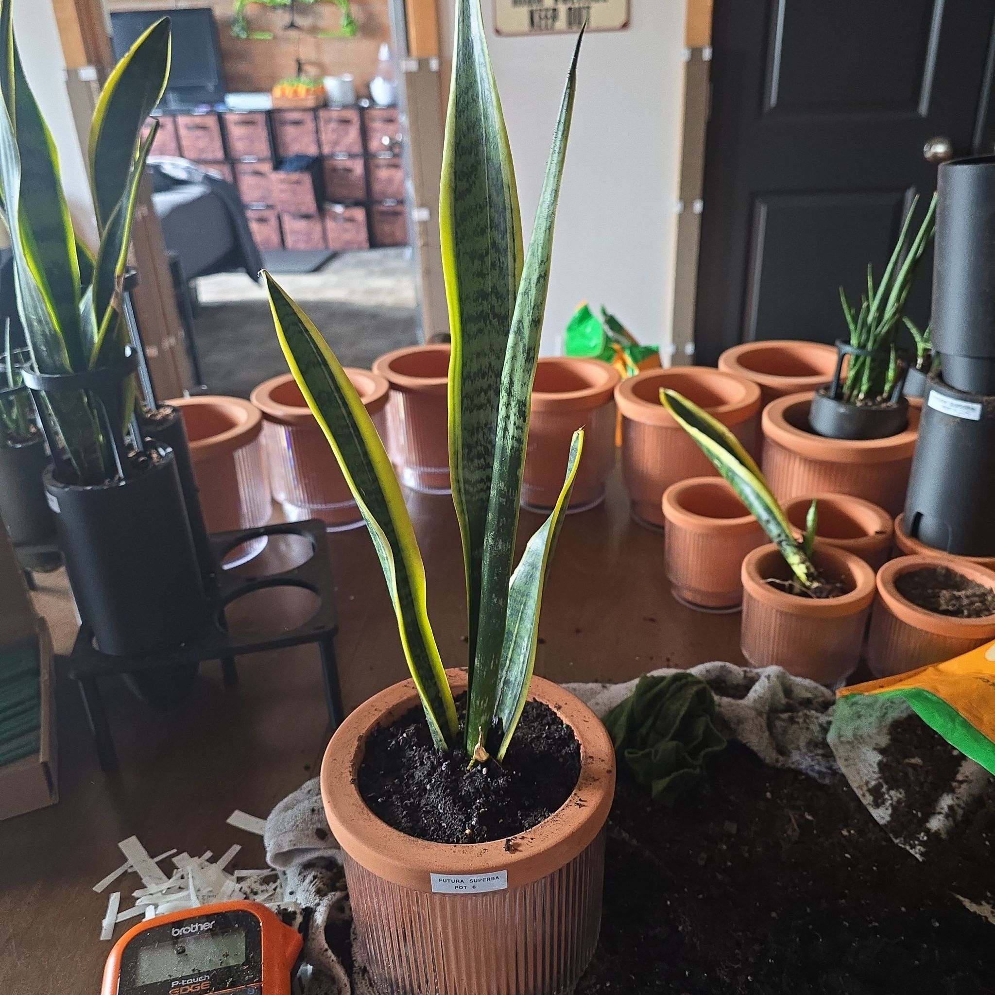Photo of the plant species Futura Superba Snake Plant by @SporkyGirl named Futura Superba • Pot 6 on Greg, the plant care app