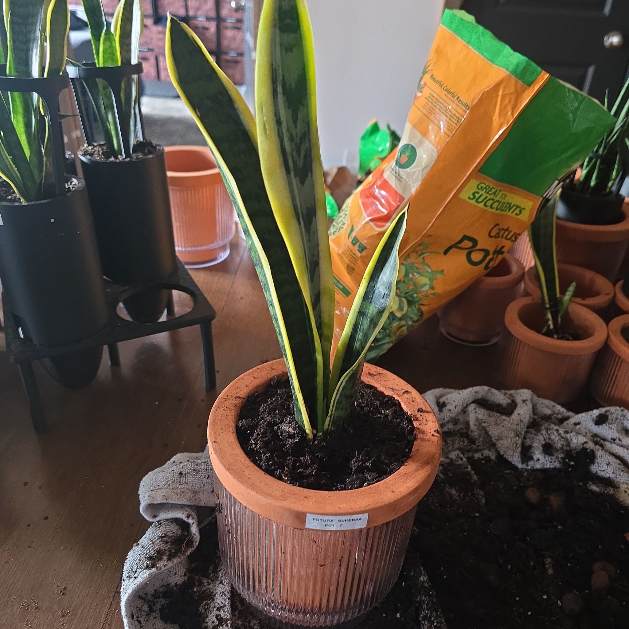 Photo of the plant species Futura Superba Snake Plant by @SporkyGirl named Futura Superba • Pot 7 on Greg, the plant care app