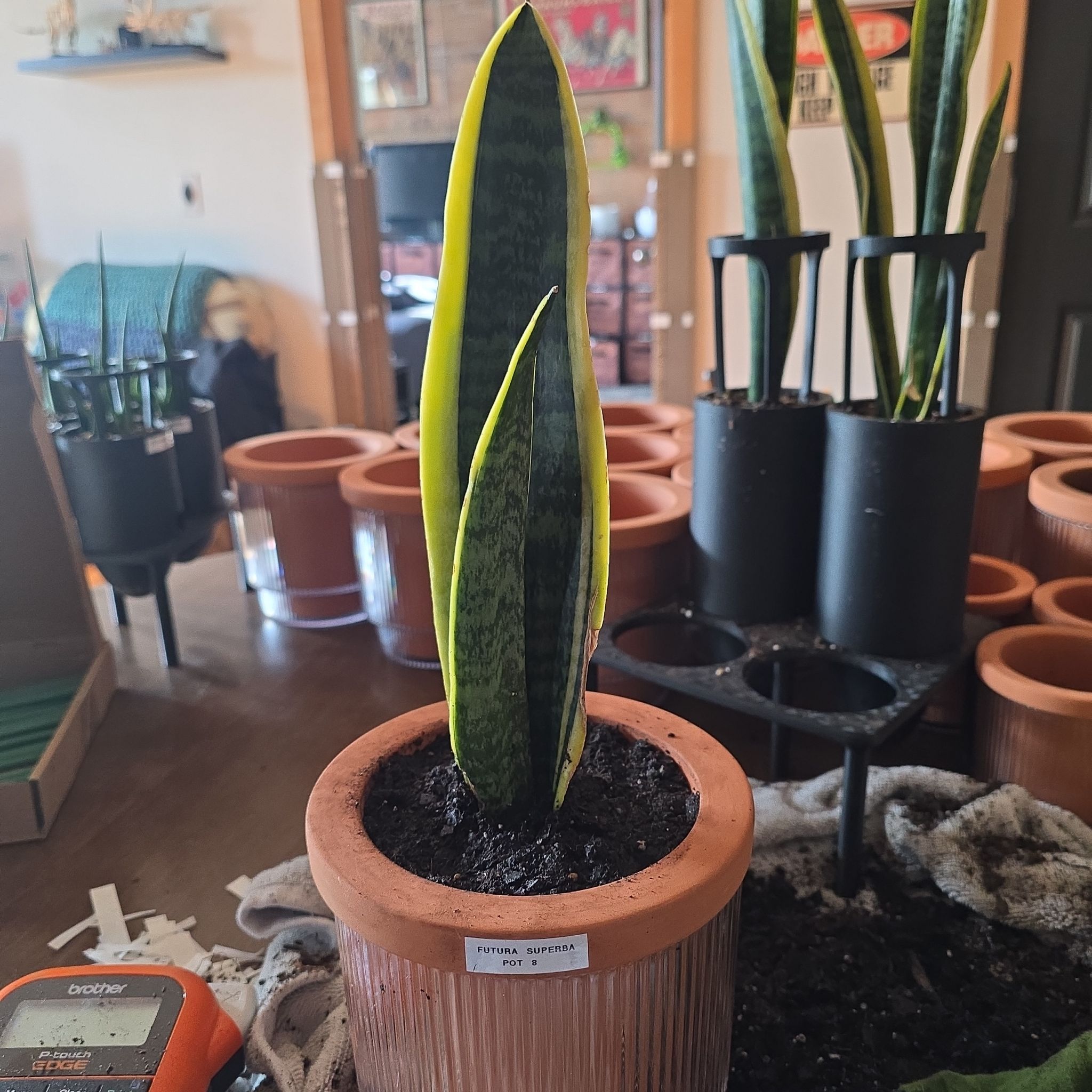 Photo of the plant species Futura Superba Snake Plant by @SporkyGirl named Futura Superba • Pot 8 on Greg, the plant care app