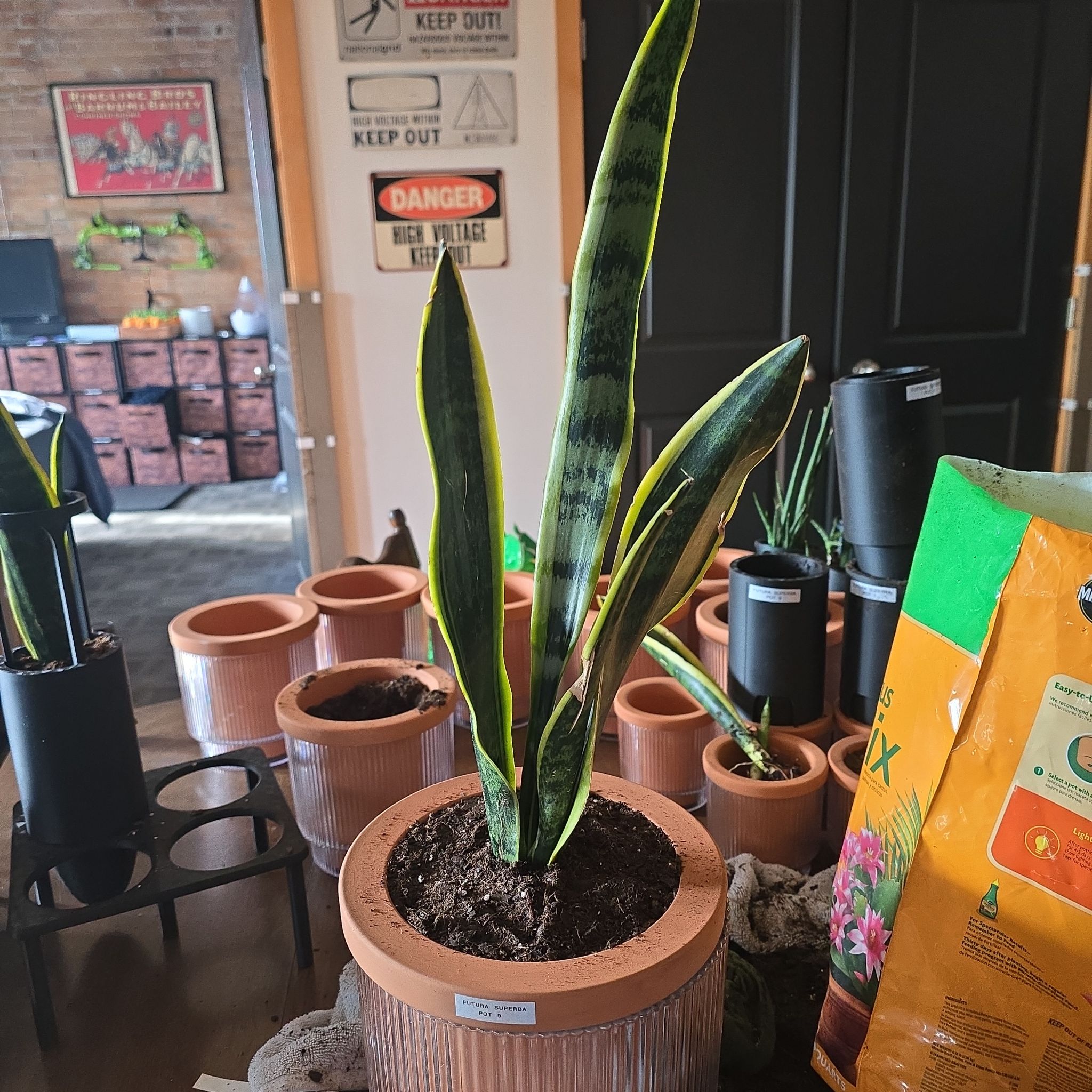 Photo of the plant species Futura Superba Snake Plant by @SporkyGirl named Futura Superba • Pot 9 on Greg, the plant care app