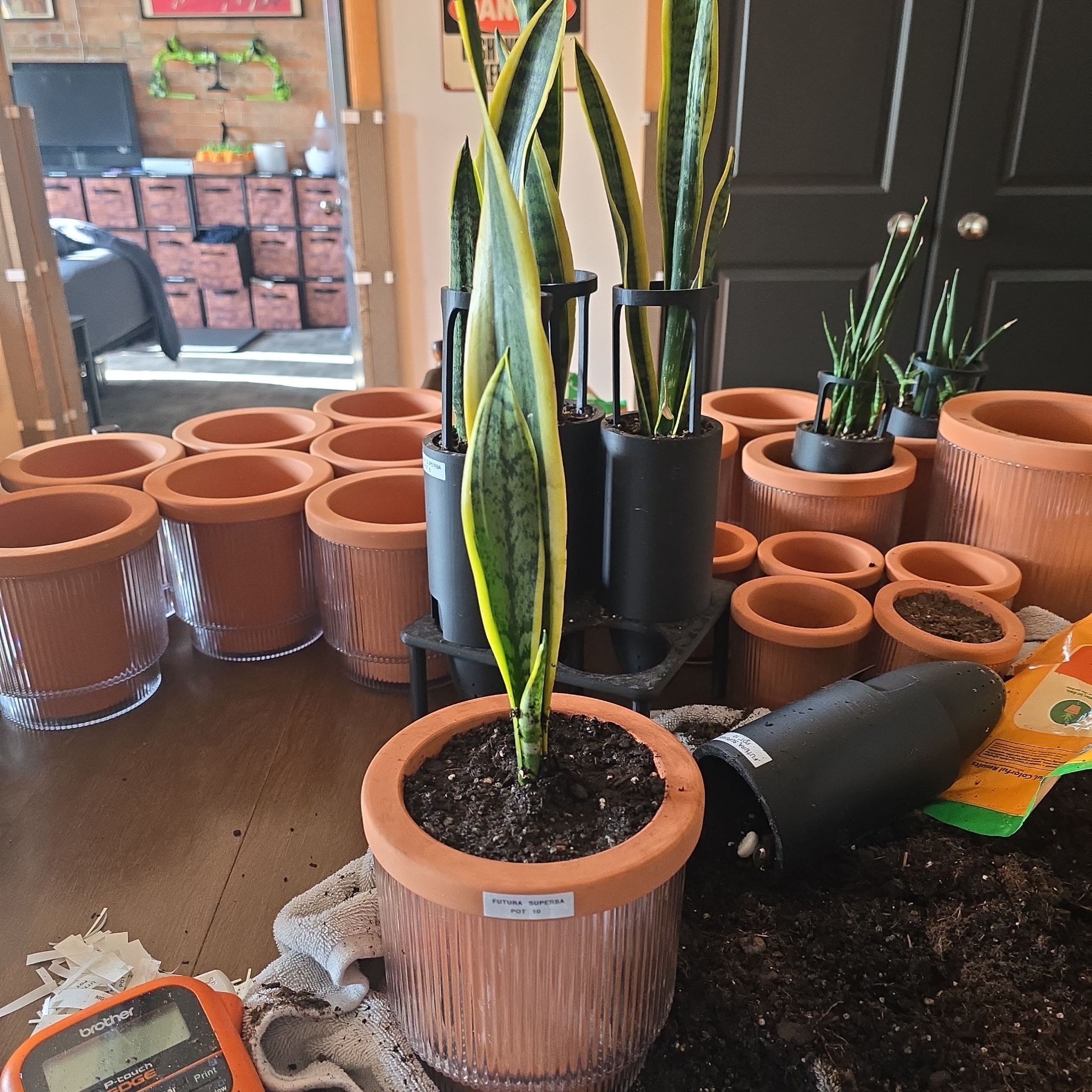 Photo of the plant species Futura Superba Snake Plant by @SporkyGirl named Futura Superba • Pot 10 on Greg, the plant care app