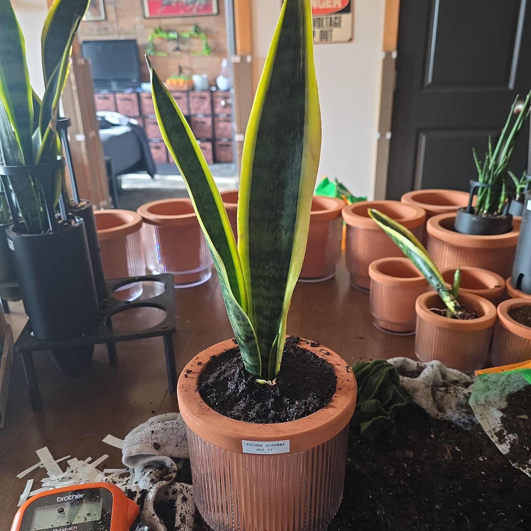 Photo of the plant species Futura Superba Snake Plant by @SporkyGirl named Futura Superba • Pot 11 on Greg, the plant care app