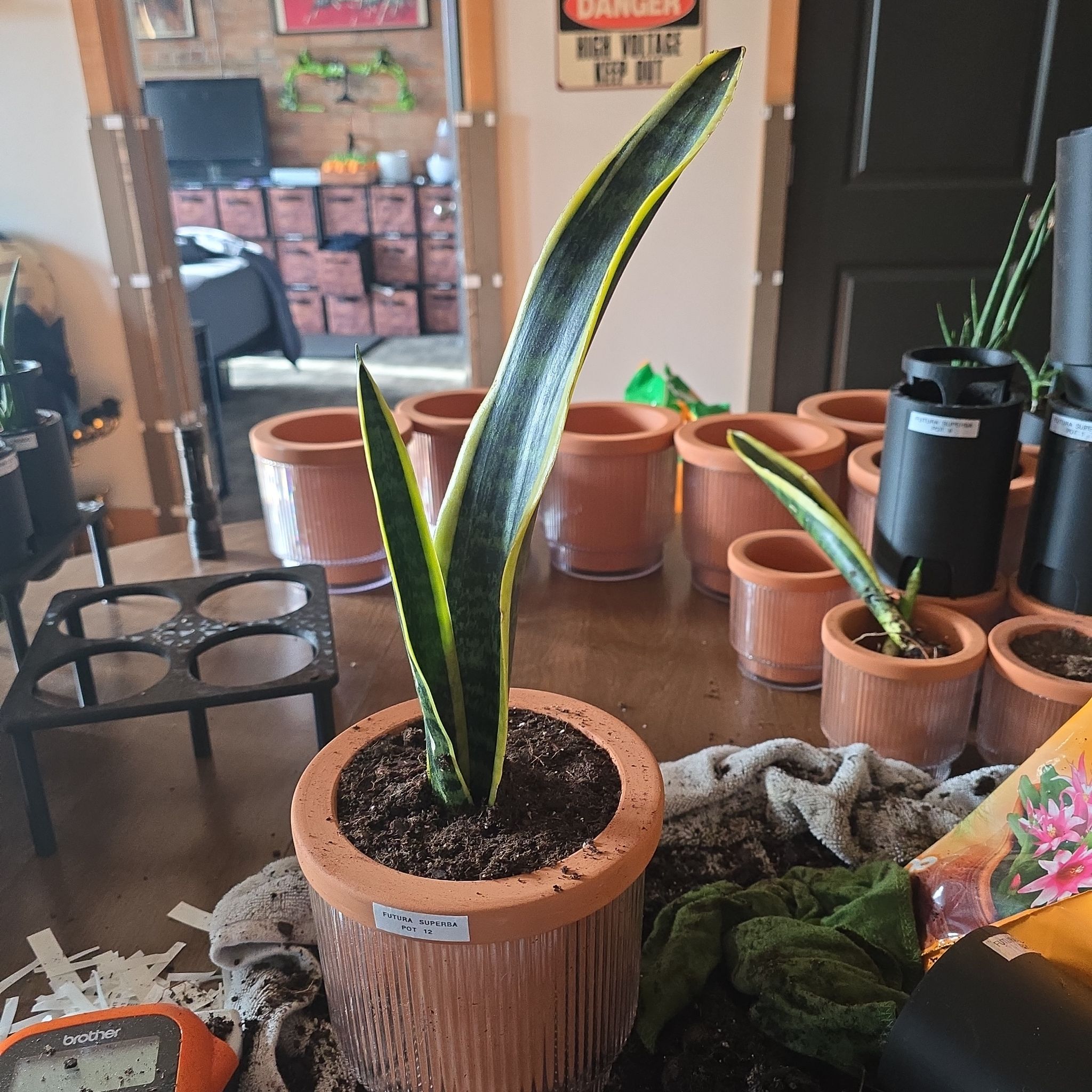 Photo of the plant species Futura Superba Snake Plant by @SporkyGirl named Futura Superba • Pot 12 on Greg, the plant care app