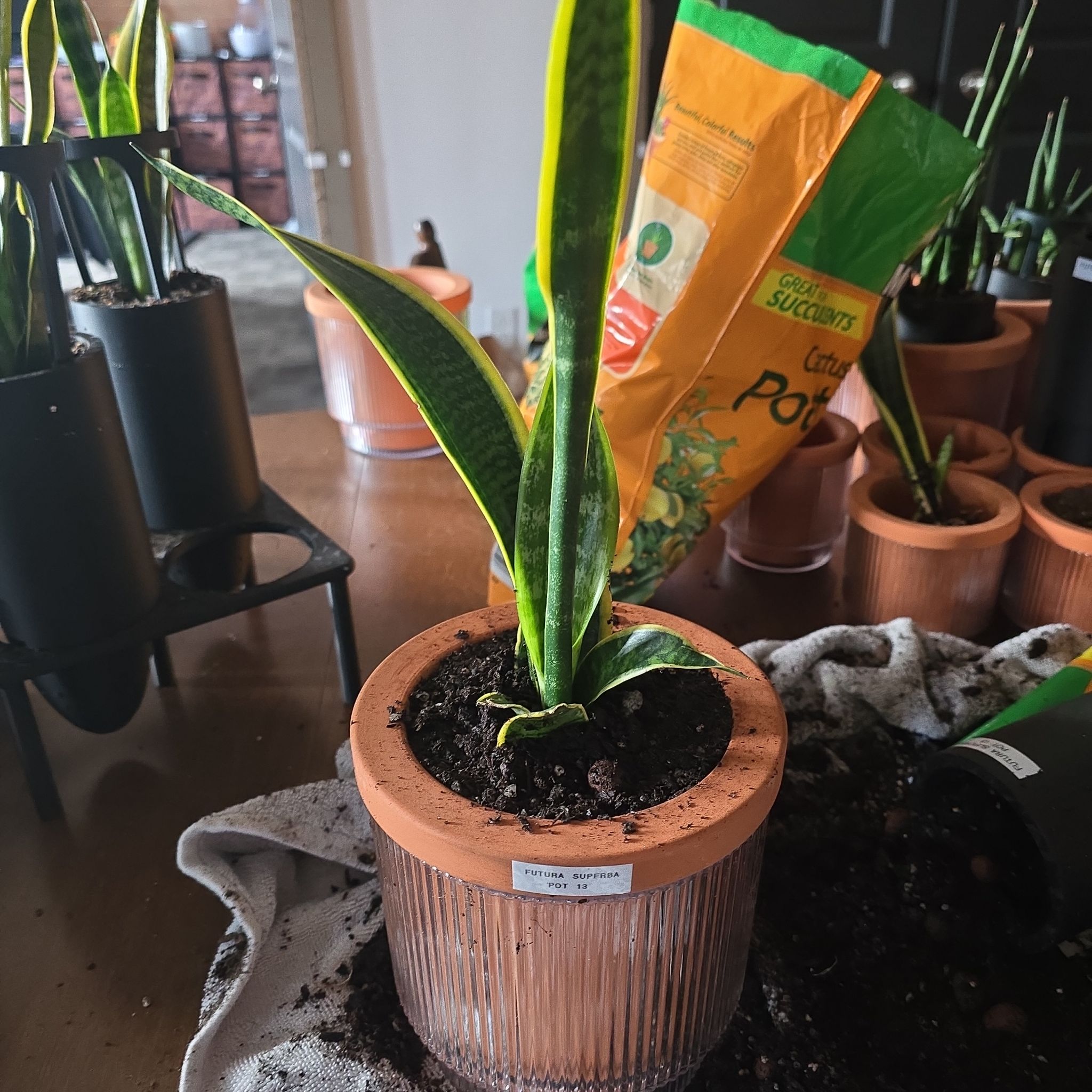 Photo of the plant species Futura Superba Snake Plant by @SporkyGirl named Futura Superba • Pot 13 on Greg, the plant care app