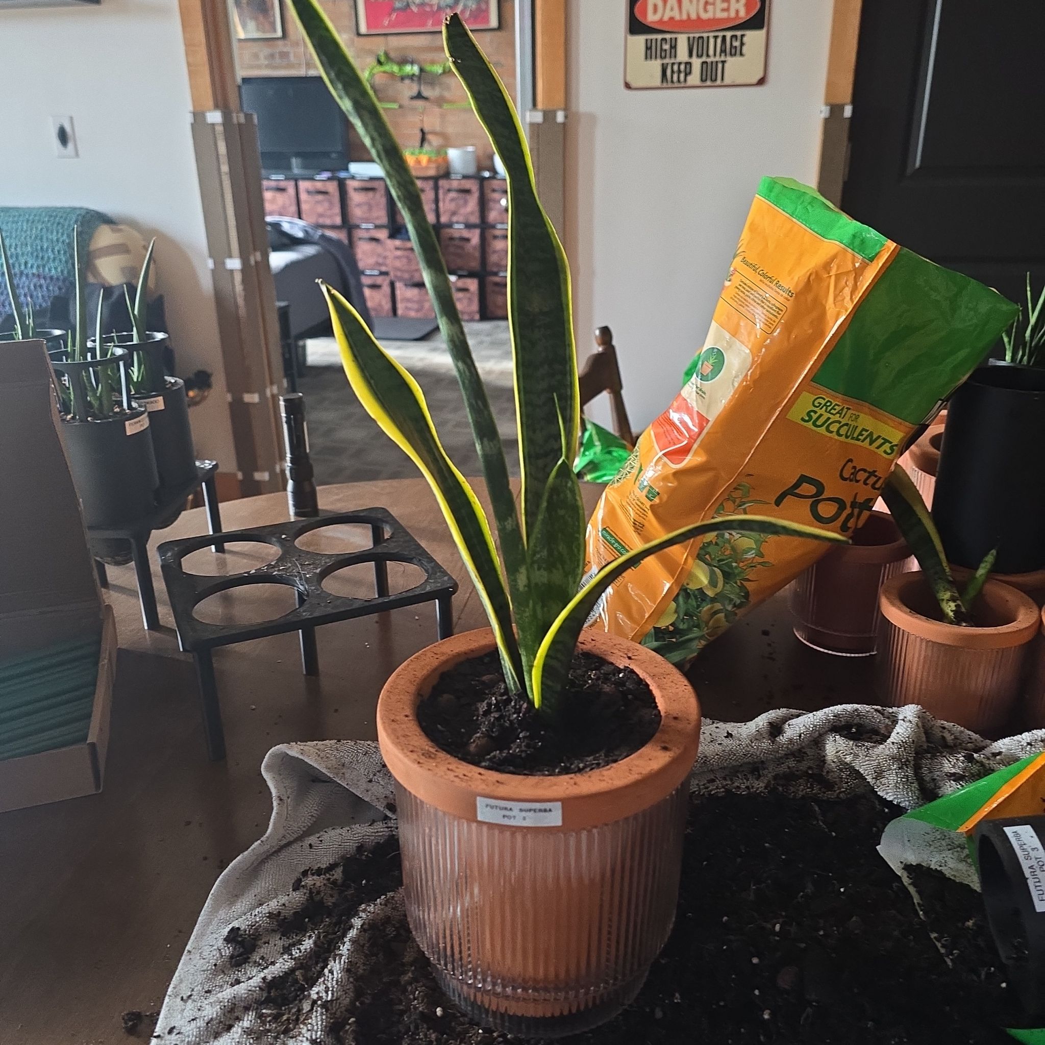 Photo of the plant species Futura Superba Snake Plant by @SporkyGirl named Futura Superba • Pot 3 on Greg, the plant care app