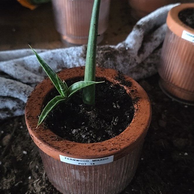 Photo of the plant species Sansevieria 'Fernwood Mikado' by @SporkyGirl named Fernwood Mikado • Pot 14 on Greg, the plant care app