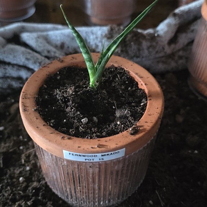 Photo of the plant species Sansevieria 'Fernwood Mikado' by @SporkyGirl named Fernwood Mikado • Pot 15 on Greg, the plant care app