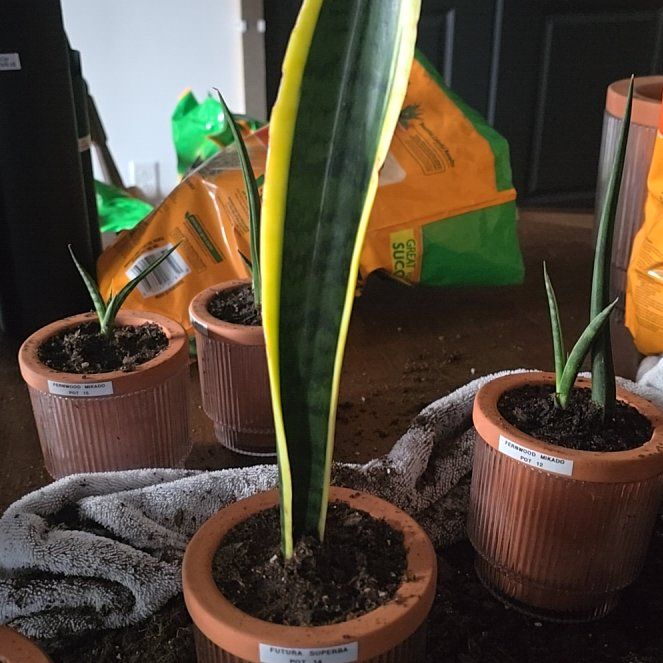 Photo of the plant species Futura Superba Snake Plant by @SporkyGirl named Futura Superba • Pot 14 on Greg, the plant care app