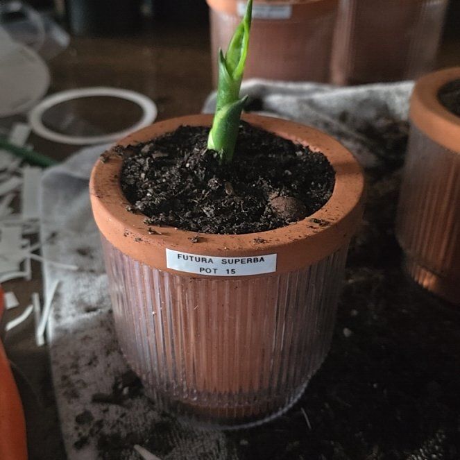 Photo of the plant species Futura Superba Snake Plant by @SporkyGirl named Futura Superba • Pot 15 on Greg, the plant care app
