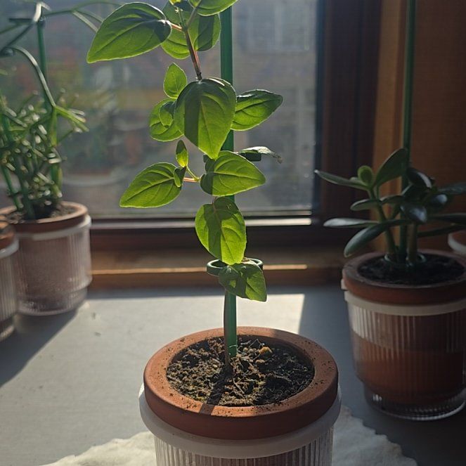 Photo of the plant species Fuchsia 'Dark Eyes' by @SporkyGirl named Dark Eyes • Pot 3 on Greg, the plant care app