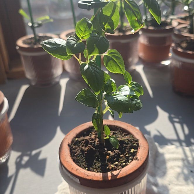 Photo of the plant species Fuchsia 'Dark Eyes' by @SporkyGirl named Dark Eyes • Pot 2 on Greg, the plant care app