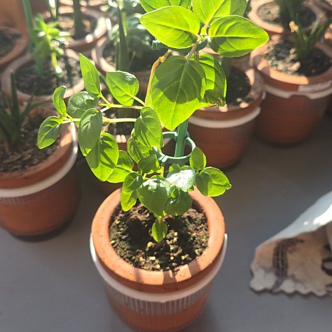 Photo of the plant species Fuchsia 'Dark Eyes' by @SporkyGirl named Dark Eyes • Pot 1 on Greg, the plant care app