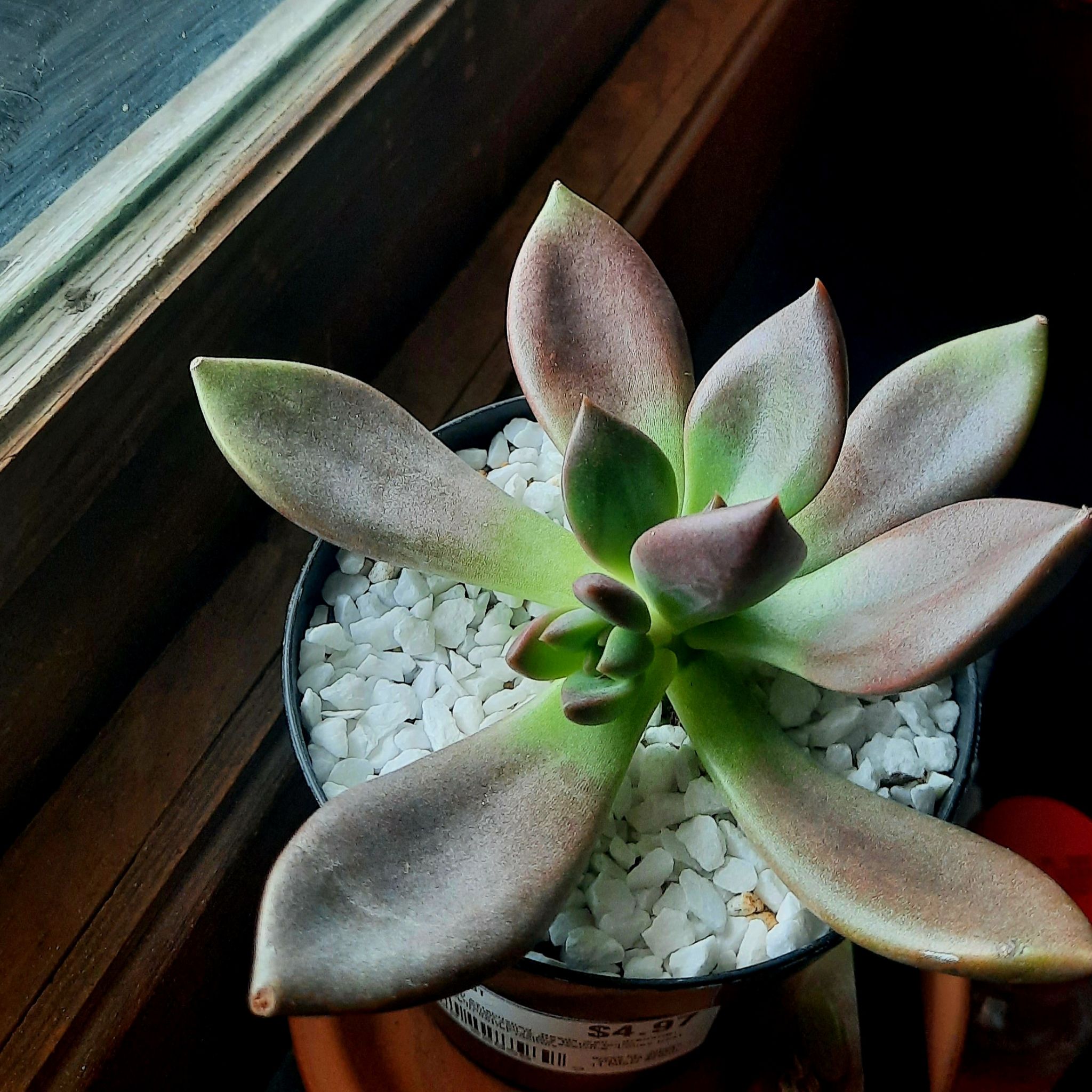 Photo of the plant species Graptoveria 'Juliana' by @Nocturnal666 named Daphne on Greg, the plant care app