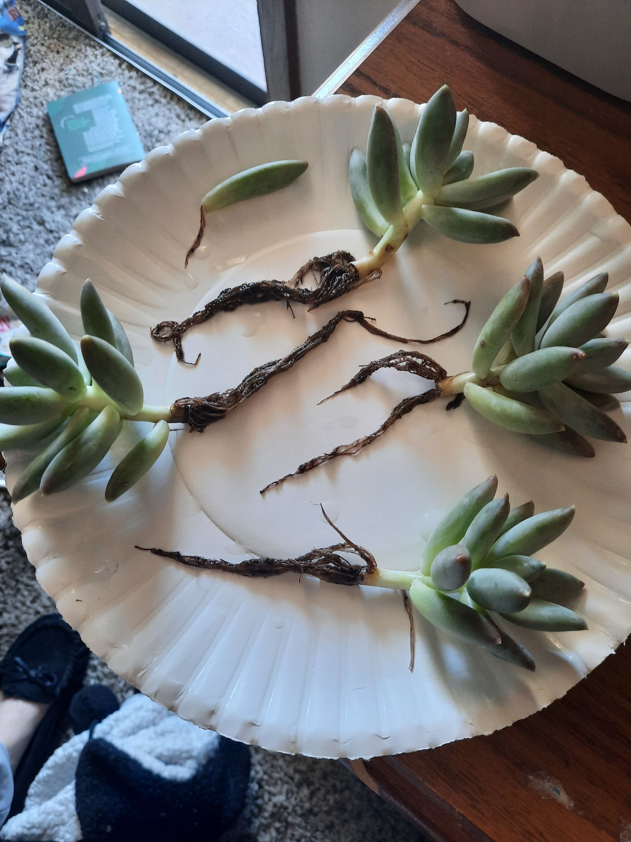 Photo from the post