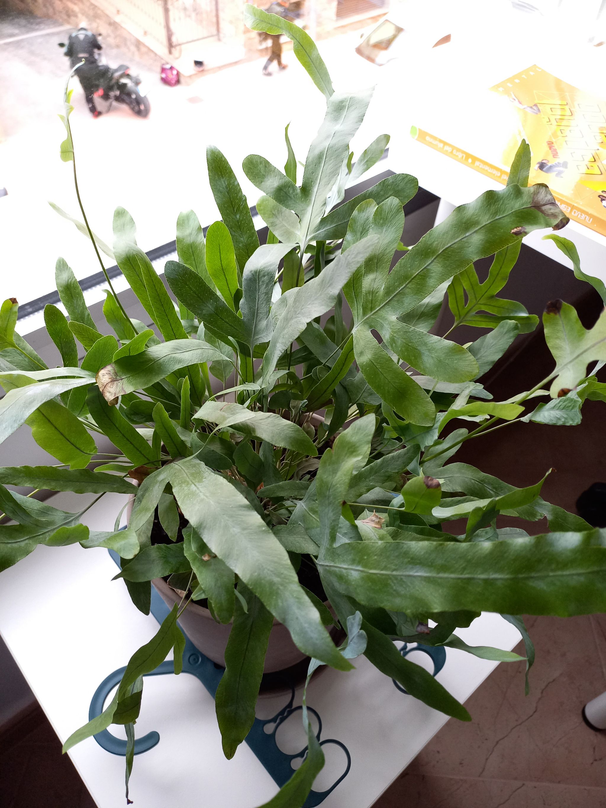 Photo from the post