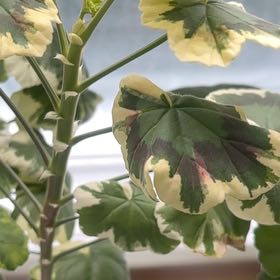 Photo of the plant species Geranium Variegated by @Crissie37 named Mrs Pollock on Greg, the plant care app