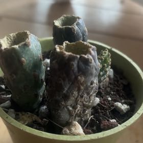 Photo of the plant species Cane Cholla by @Crissie37 named Bonnie on Greg, the plant care app