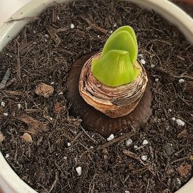Photo of the plant species Hippeastrum 'White Nymph' by @Crissie37 named Debs on Greg, the plant care app