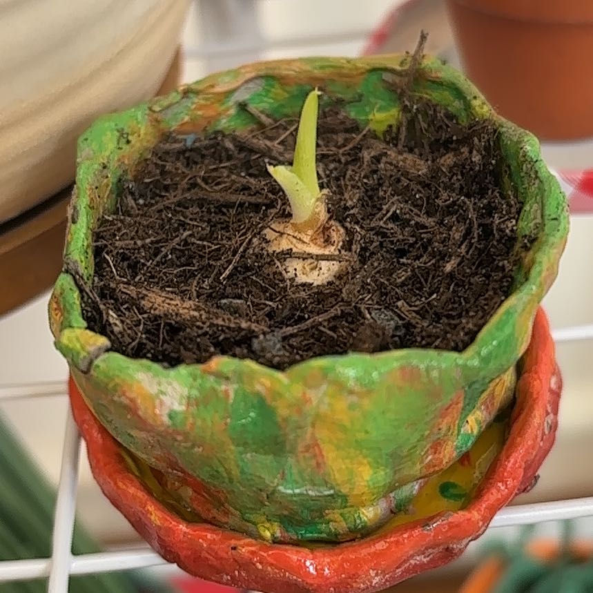 Photo of the plant species Hippeastrum 'White Nymph' by @Crissie37 named Betty on Greg, the plant care app