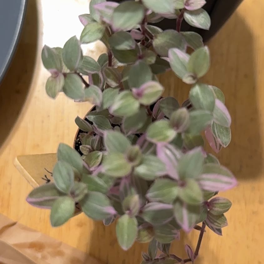 Photo of the plant species Pink Panther Tradescantia by @UrbaneMoonstone named Hamilton on Greg, the plant care app