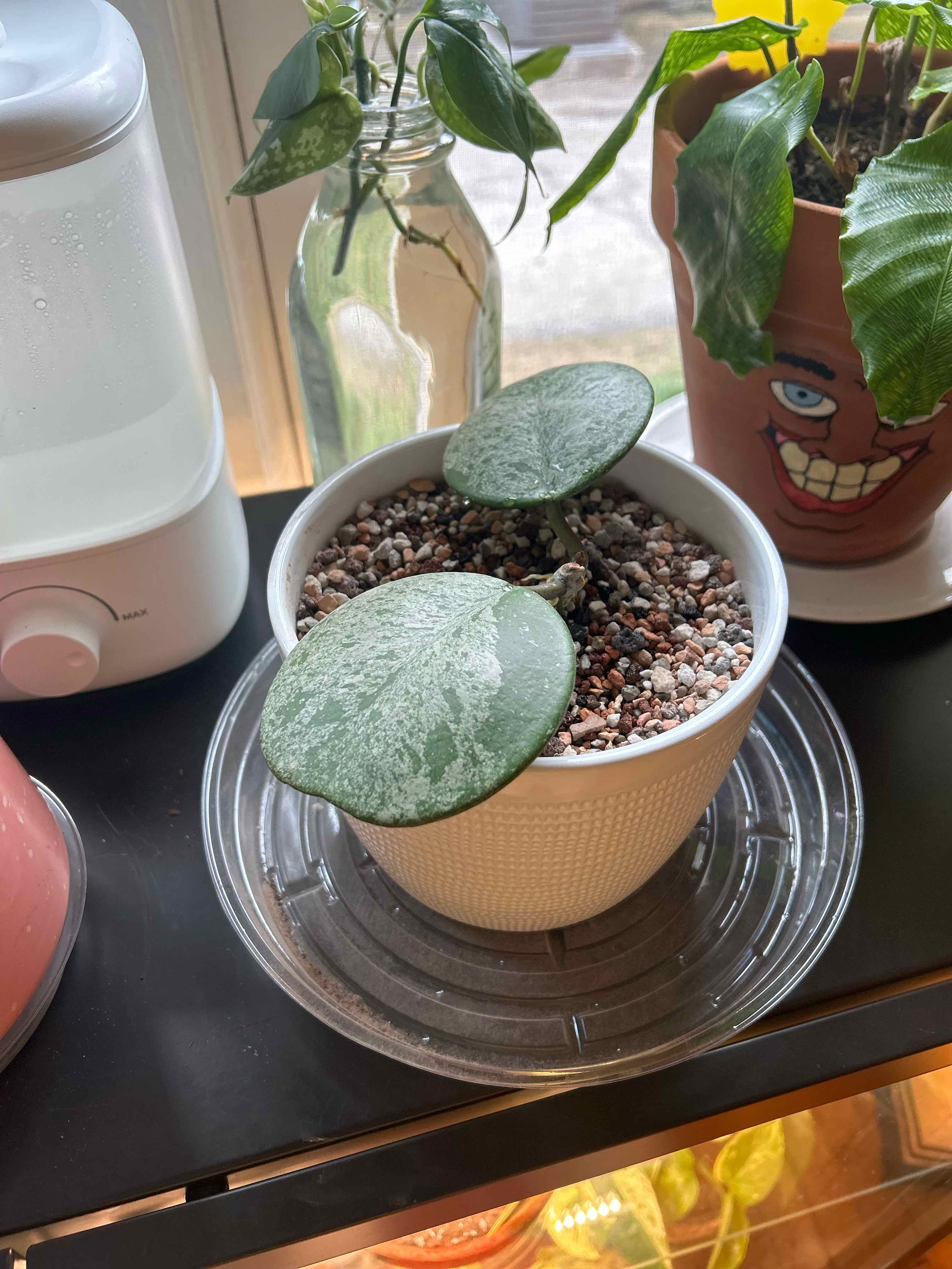 Potted Splash Hoya Obovata plant with two large leaves, visible soil, and no signs of distress.