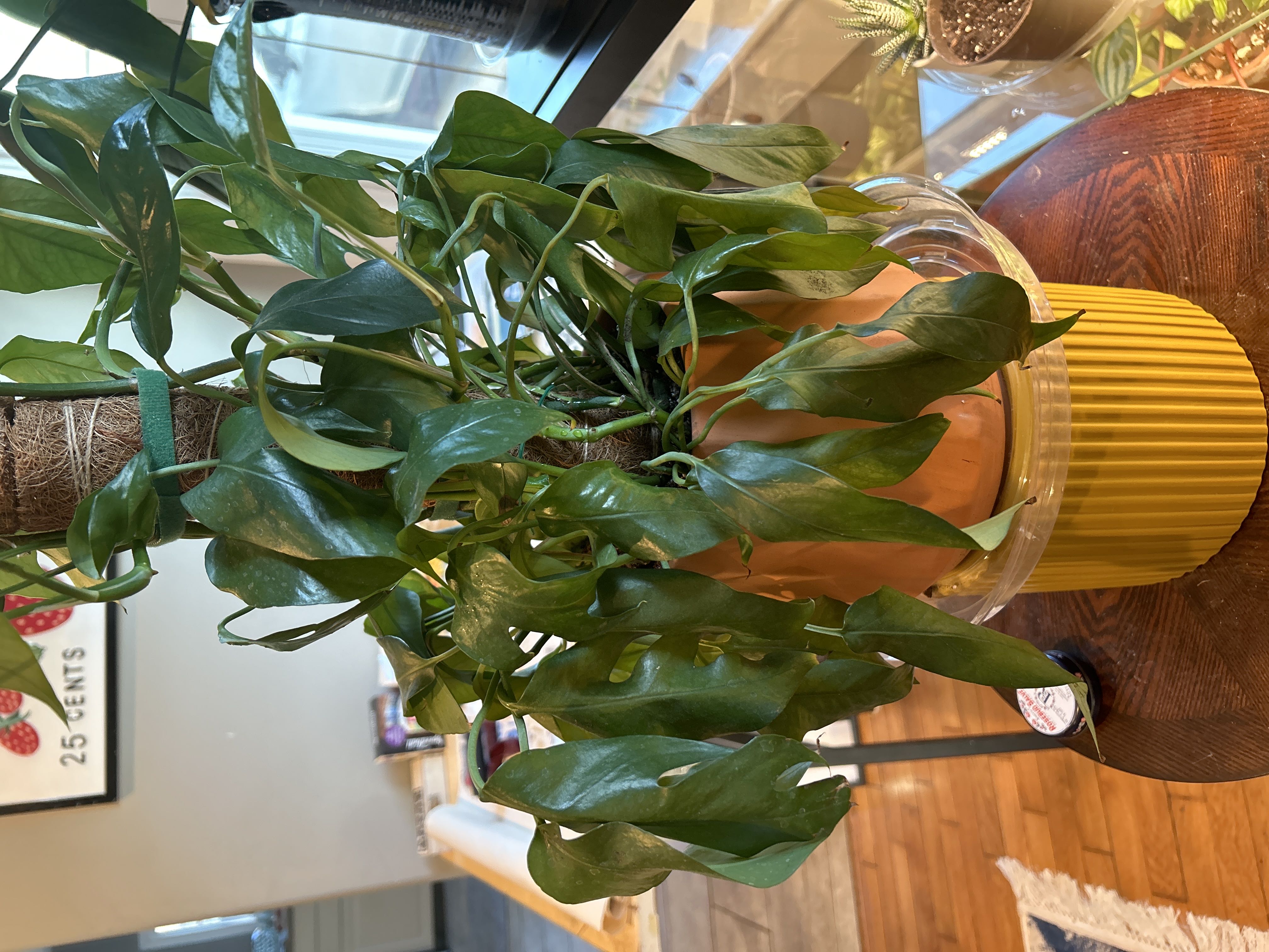 Photo from the post