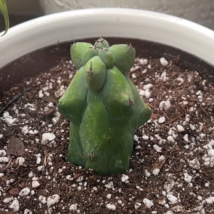 Boobie Cactus