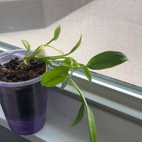 Anthurium V.
