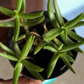 Photo of the plant species Crassula tetragona 'Mini Form' by @CleverCacaotree named Cruella on Greg, the plant care app