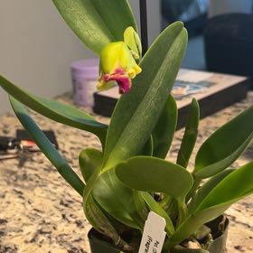 Photo of the plant species Paradise Cattleya by @ElderHardbeech named Zion on Greg, the plant care app