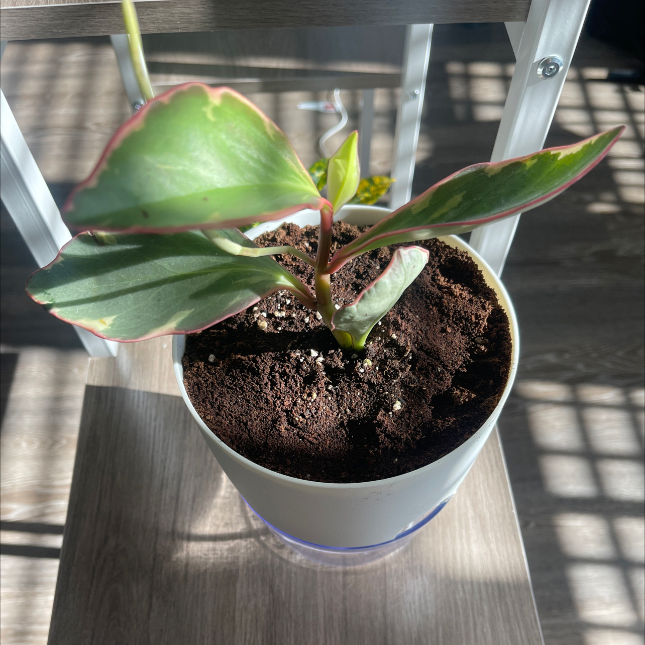 Peperomia Red Edge plant in a white pot with visible soil, healthy leaves, and no flowers.