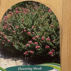 Photo of the plant species Pocomoke Crape Myrtle by @AmazingLithop named Pocomoke crapemyrtle bush on Greg, the plant care app