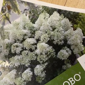 Photo of the plant species Bobo Hydrangea by @AmazingLithop named Hydrangeas on Greg, the plant care app