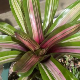 Photo of the plant species Neoregelia 'Raphael' by @HendersonK531 named Prince on Greg, the plant care app