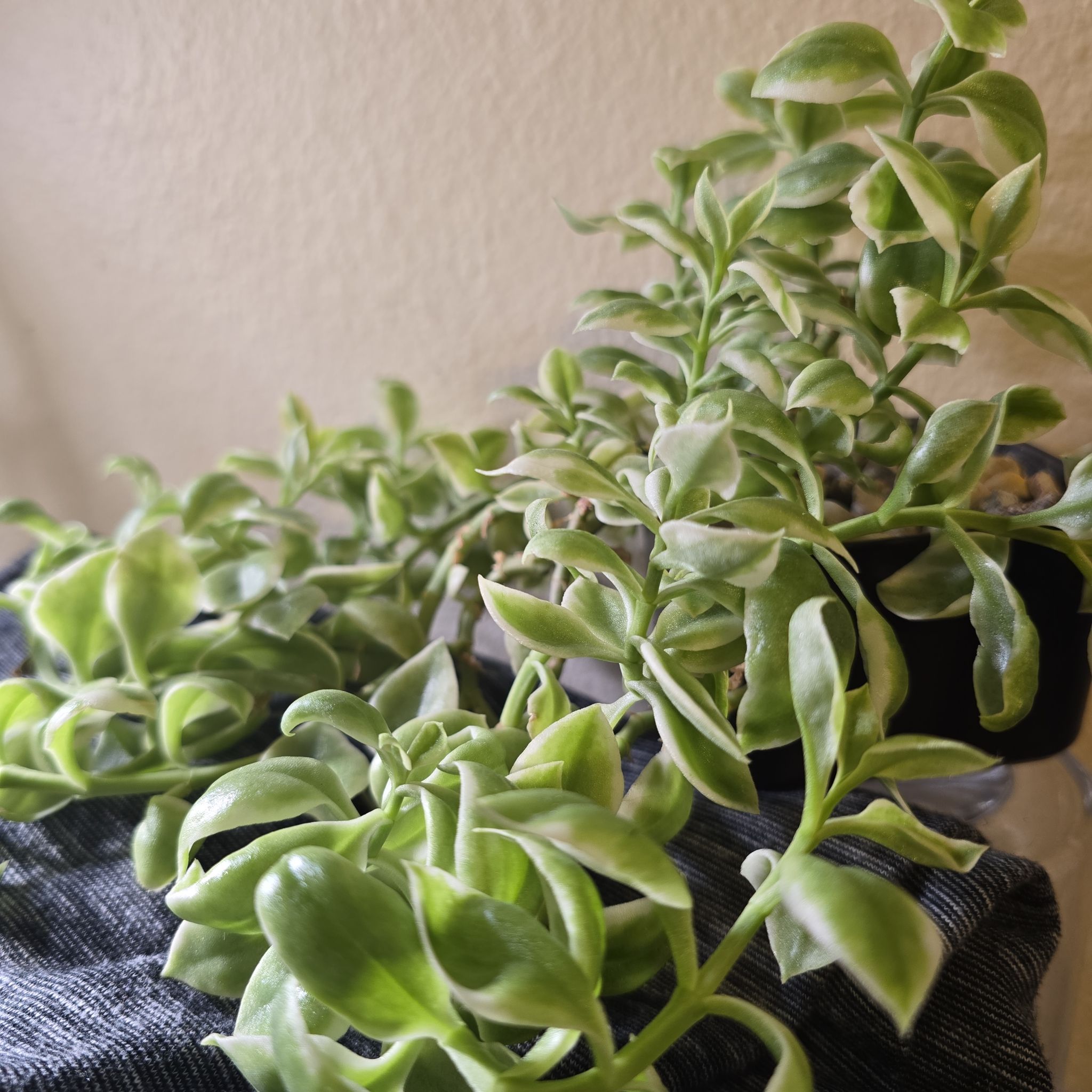 Photo of the plant species Aptenia cordifolia 'Variegata' by @PlantedOkie named Rose on Greg, the plant care app