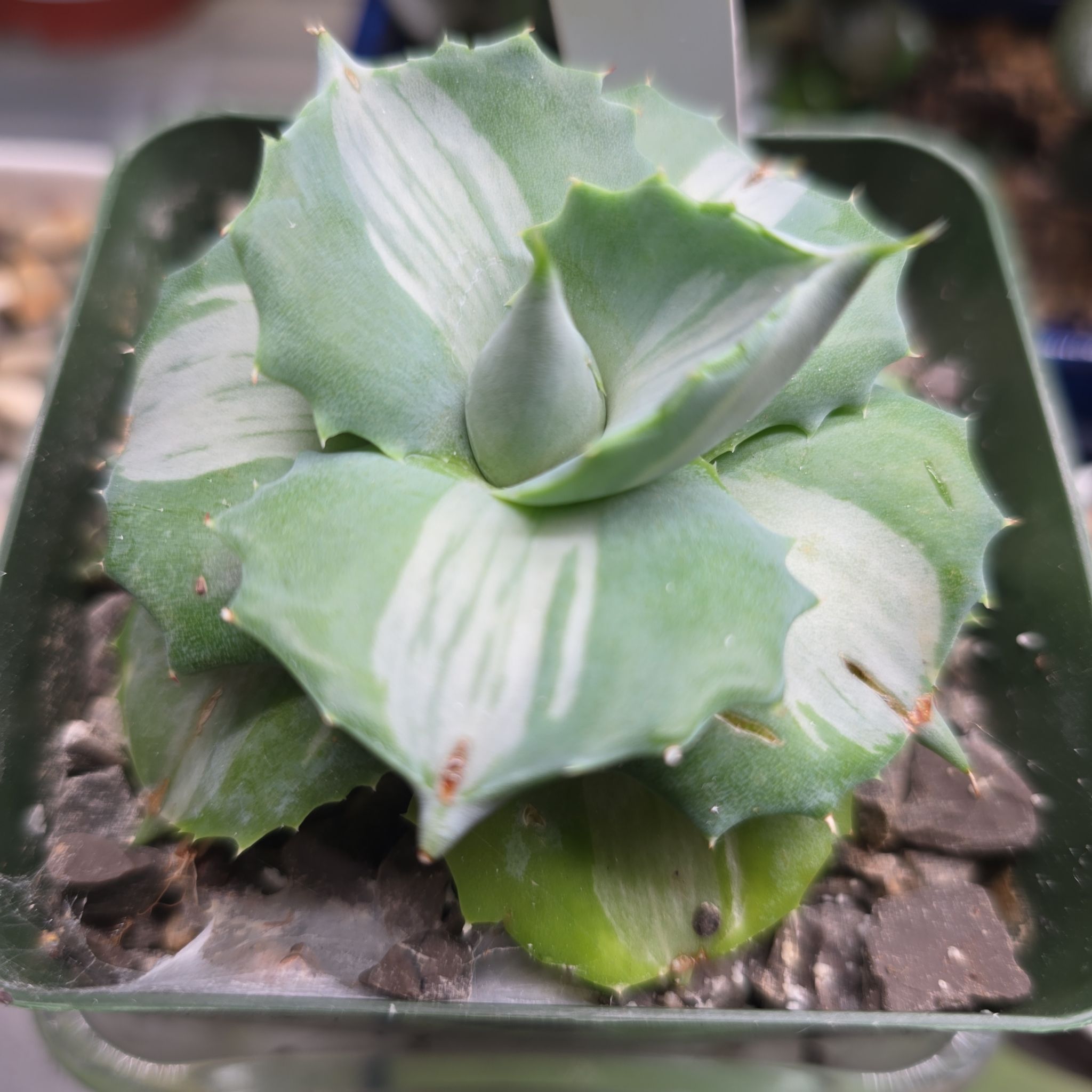 Photo of the plant species Variegated Dwarf Butterfly Agave by @PlantedOkie named Butterfly Agave on Greg, the plant care app