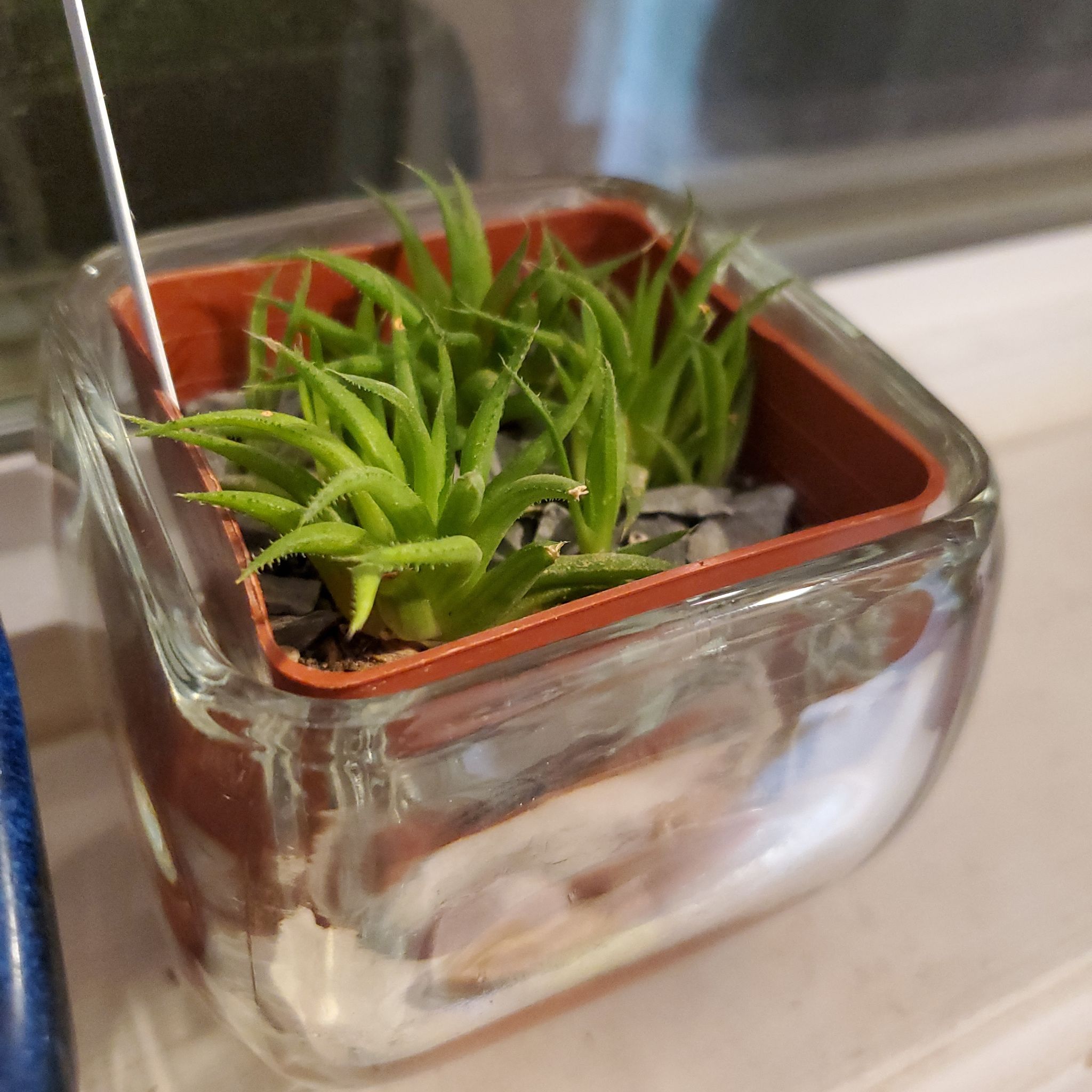 Photo of the plant species Narrow-leaved Haworthia by @PlantedOkie named Skinny Minnie on Greg, the plant care app
