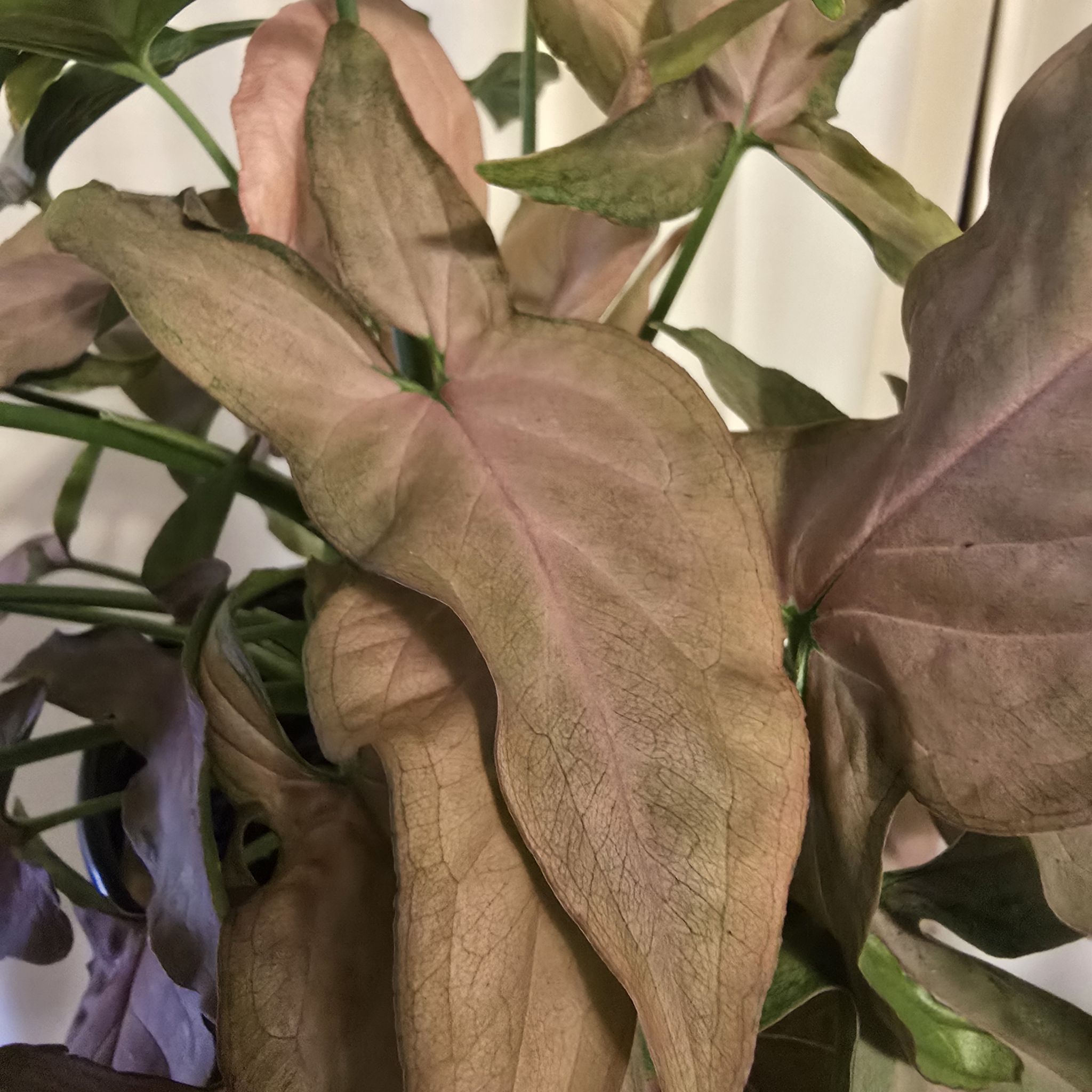 Photo of the plant species Pink Perfection Arrowhead Plant by @PlantedOkie named Pink Perfection on Greg, the plant care app