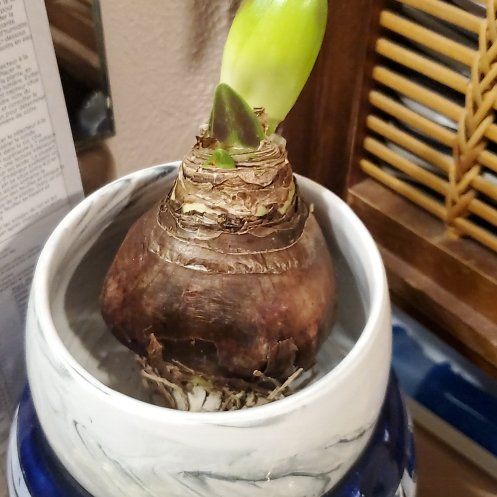Photo of the plant species Hardy Amaryllis by @PlantedOkie named Missy Mystery on Greg, the plant care app