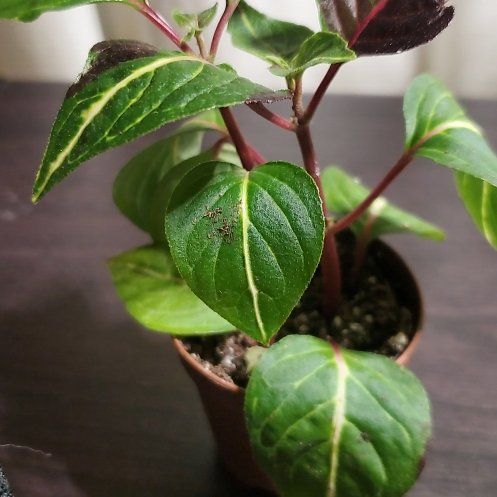 Photo of the plant species Bloodleaf Plant by @PlantedOkie named Two Face on Greg, the plant care app