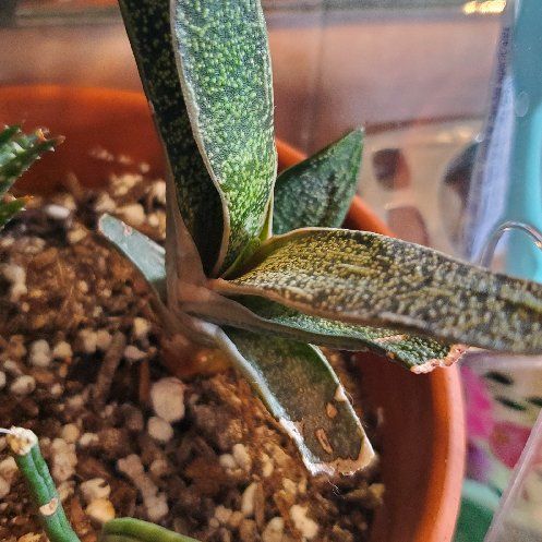 Photo of the plant species Gasteria pillansii by @PlantedOkie named Warty on Greg, the plant care app