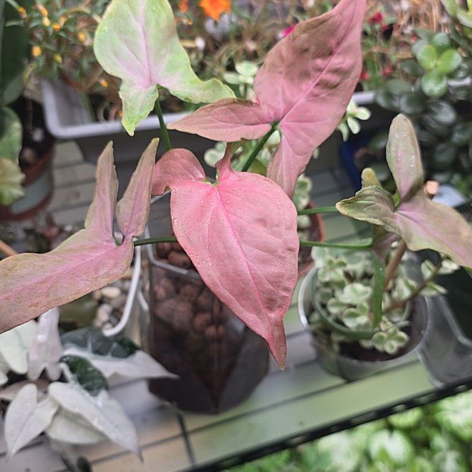 Photo of the plant species Pink Perfection Arrowhead Plant by @PlantedOkie named Glass Pink on Greg, the plant care app