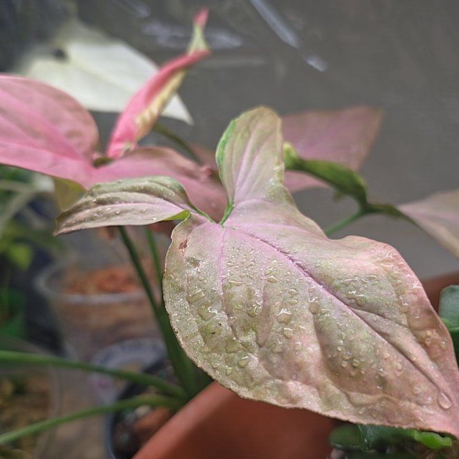 Photo of the plant species Pink Perfection Arrowhead Plant by @PlantedOkie named Pink Jr. on Greg, the plant care app